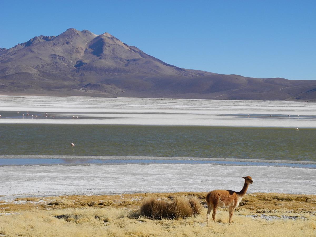 Hostal Vientos Del Altiplano Putre Exterior photo